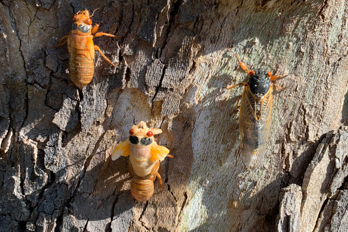 Three cicadas