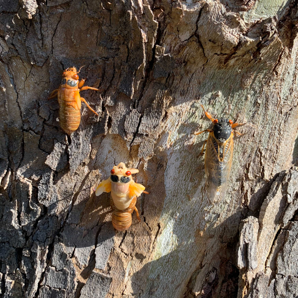 Three cicadas